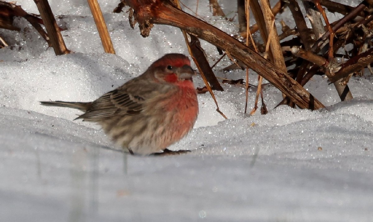 House Finch - ML646867362