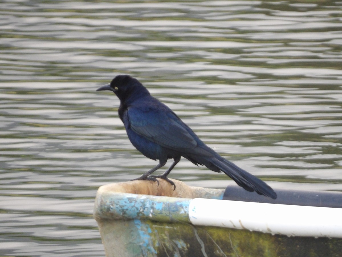Great-tailed Grackle - ML646867363