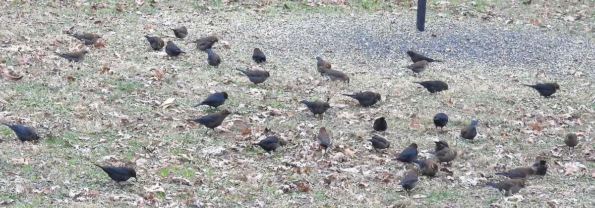Rusty Blackbird - ML646867364