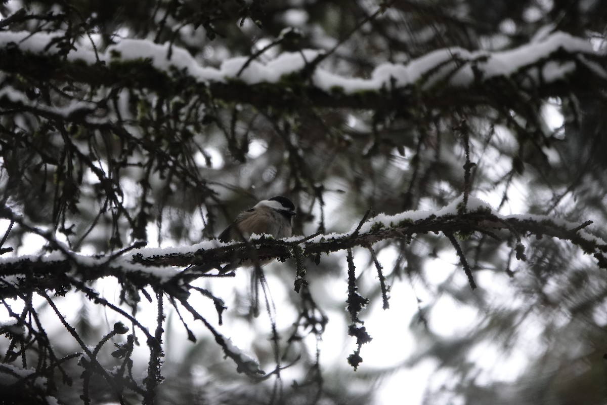 Black-capped Chickadee - ML646867366