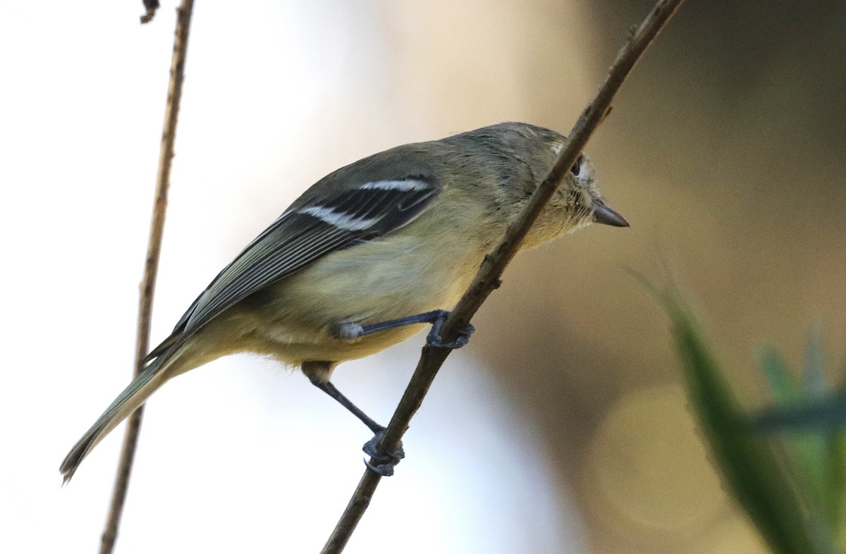 Hutton's Vireo - ML646867367
