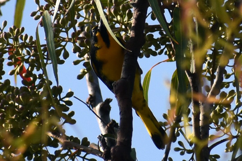 Black-backed Oriole - ML646867370