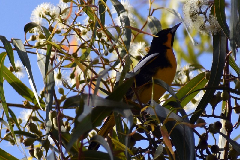 メキシコムクドリモドキ - ML646867372