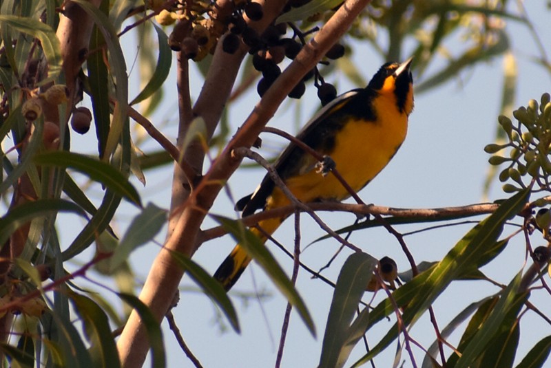 メキシコムクドリモドキ - ML646867373