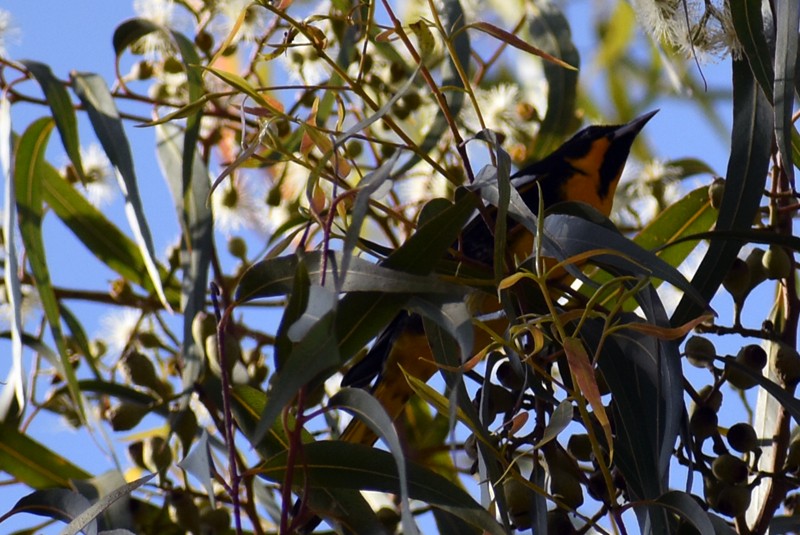 メキシコムクドリモドキ - ML646867374