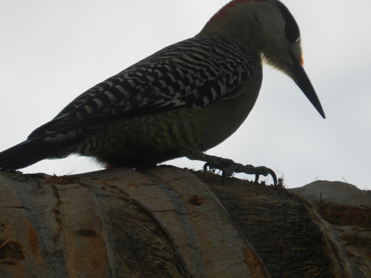West Indian Woodpecker - ML646867376