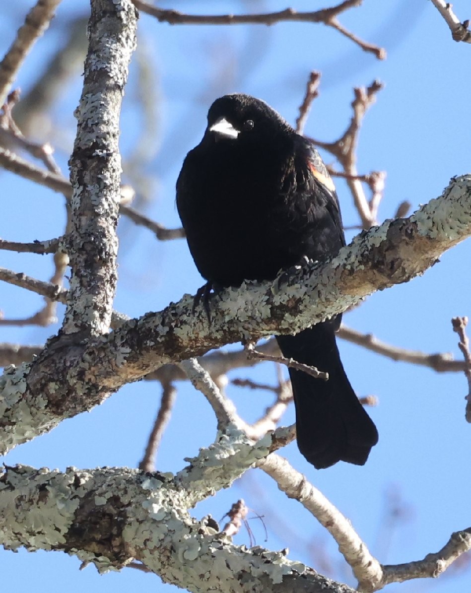 Rotflügelstärling [phoeniceus-Gruppe] - ML646867377