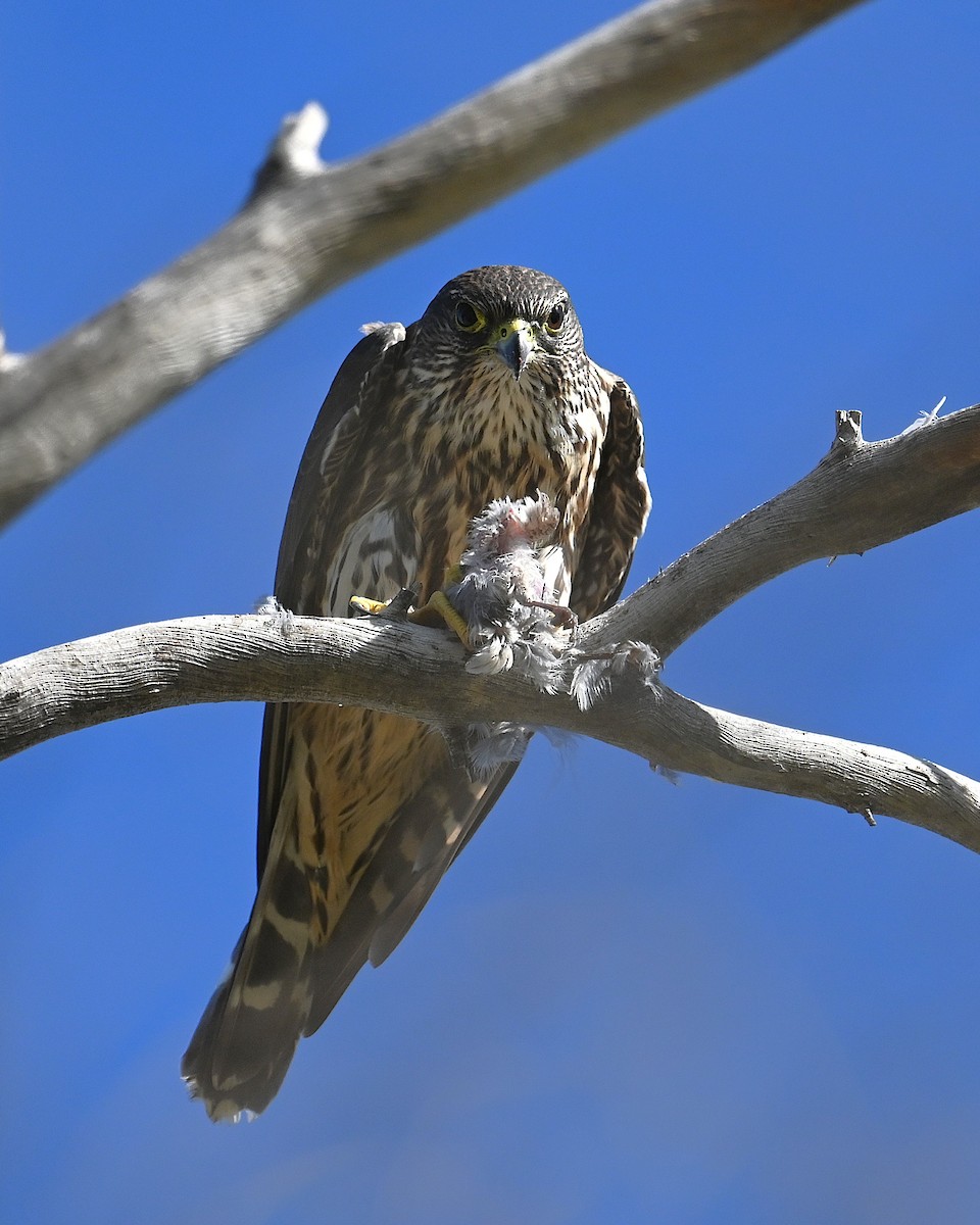 Merlin (Taiga) - ML646867378