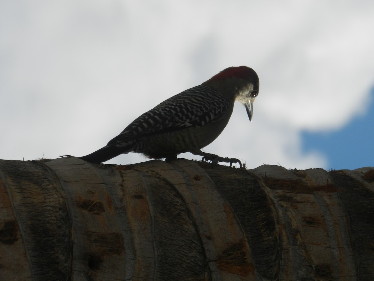 West Indian Woodpecker - ML646867379