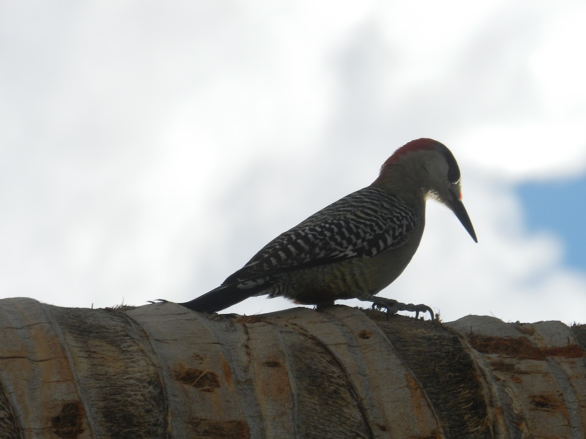 West Indian Woodpecker - ML646867380