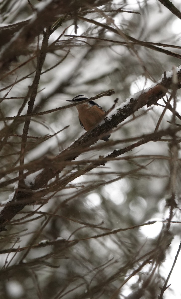 Red-breasted Nuthatch - ML646867381