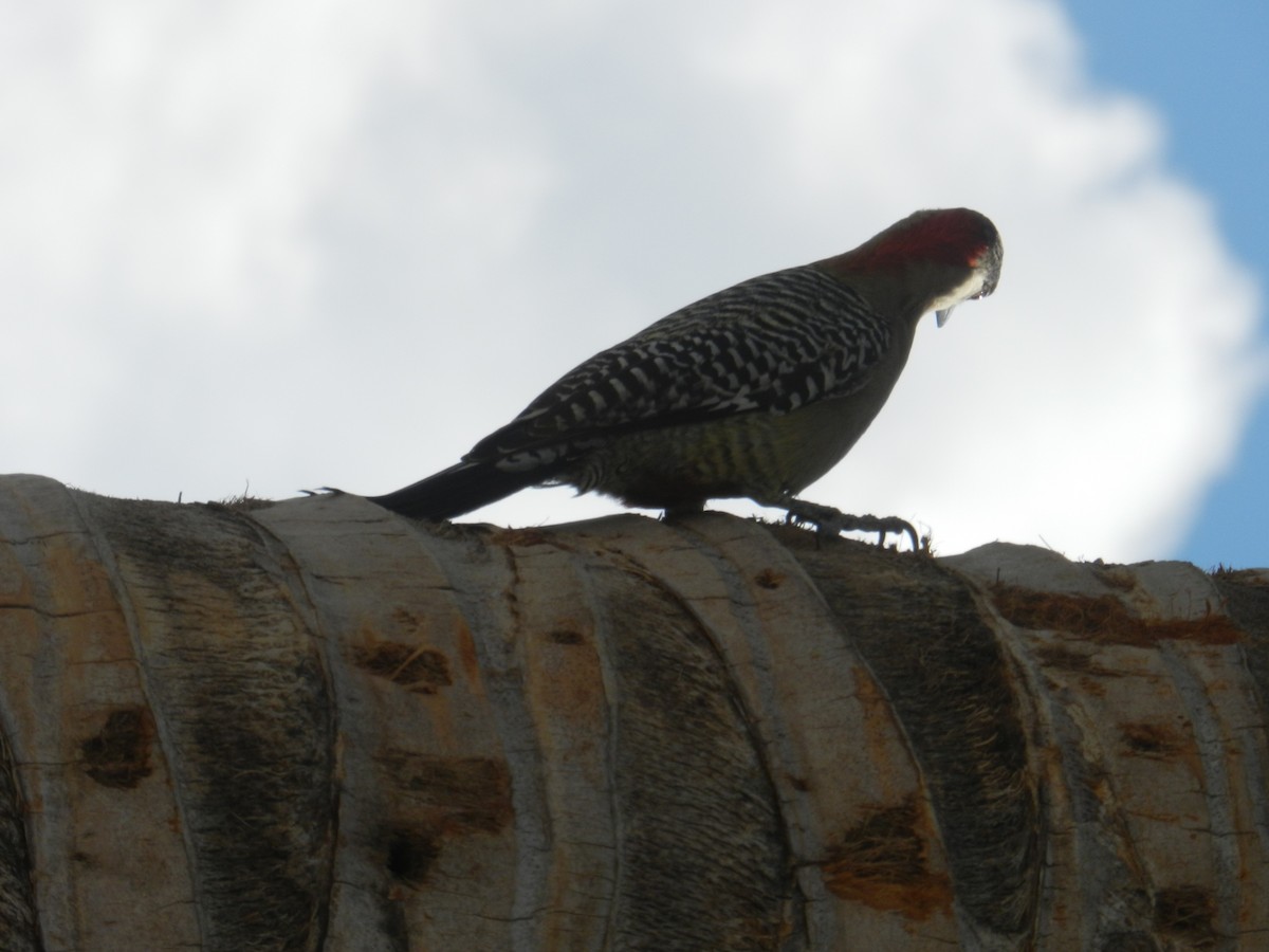 West Indian Woodpecker - ML646867382
