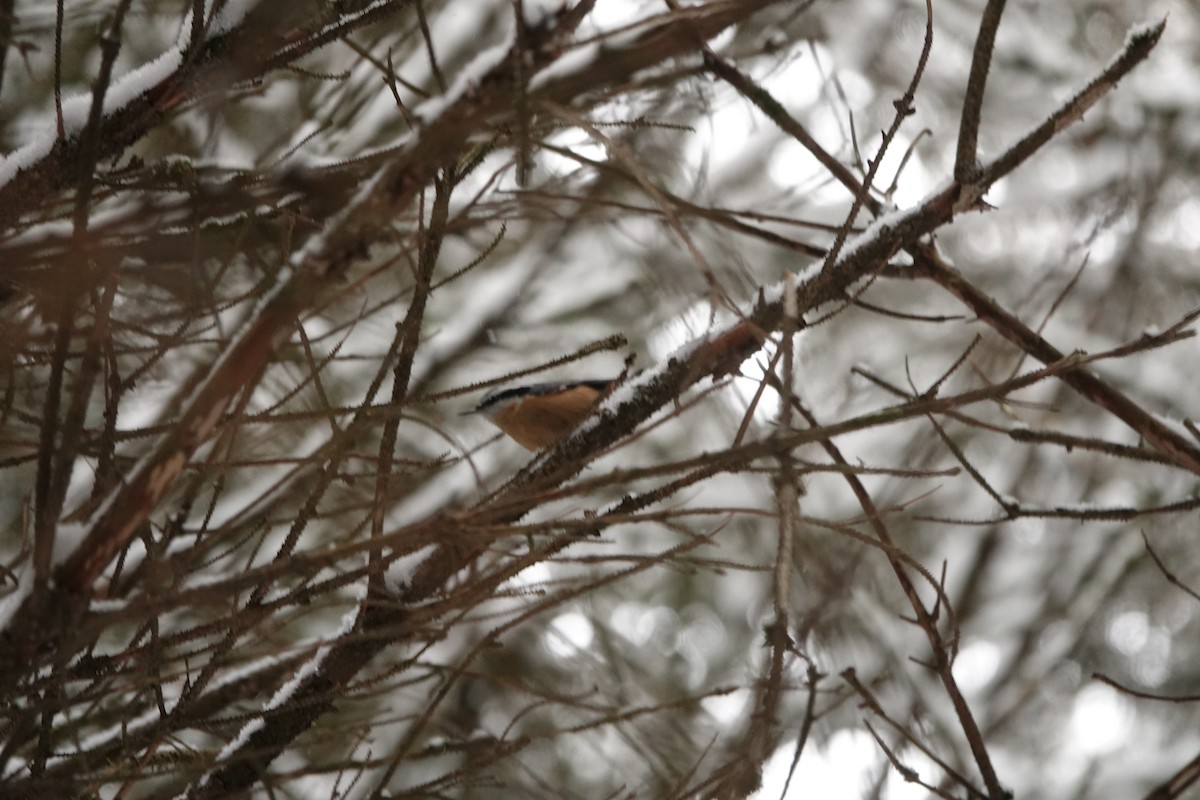 Red-breasted Nuthatch - ML646867383