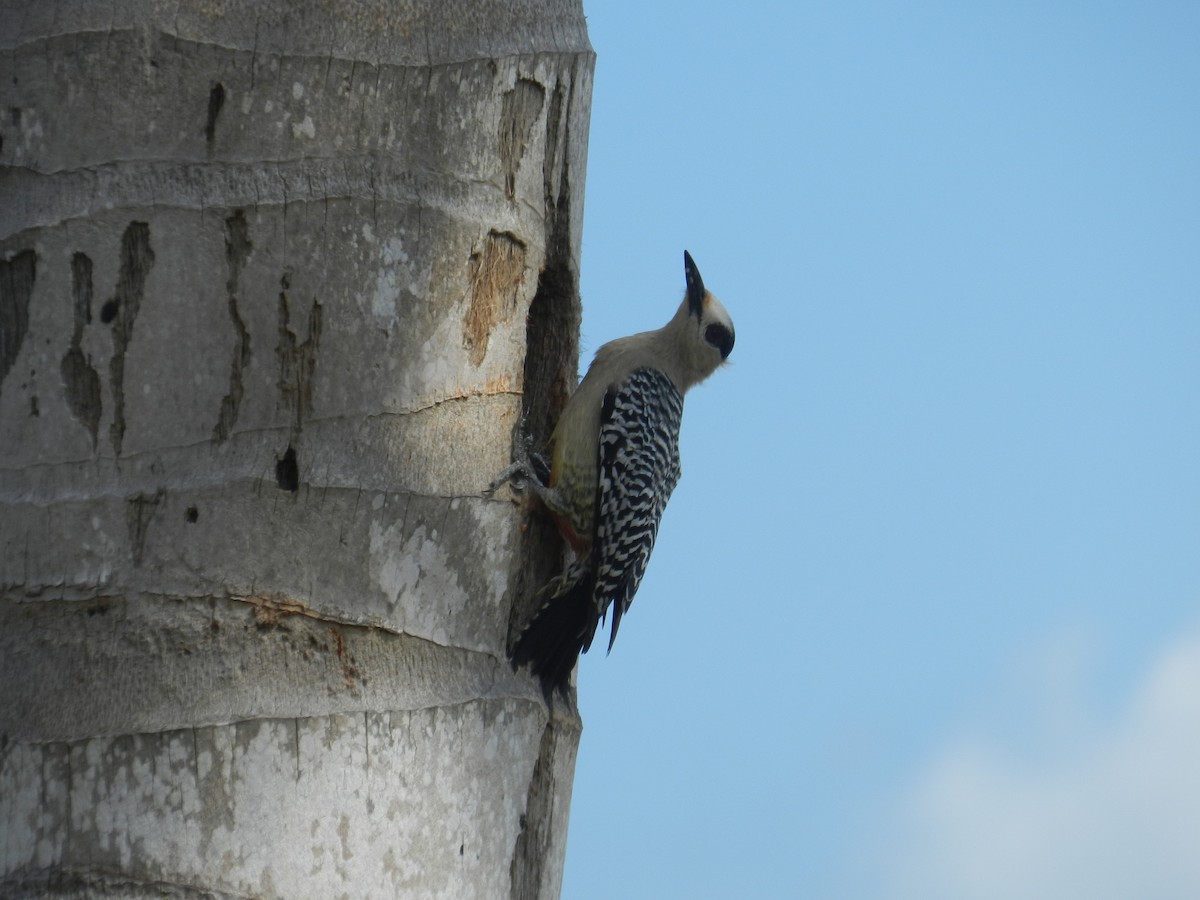West Indian Woodpecker - ML646867384