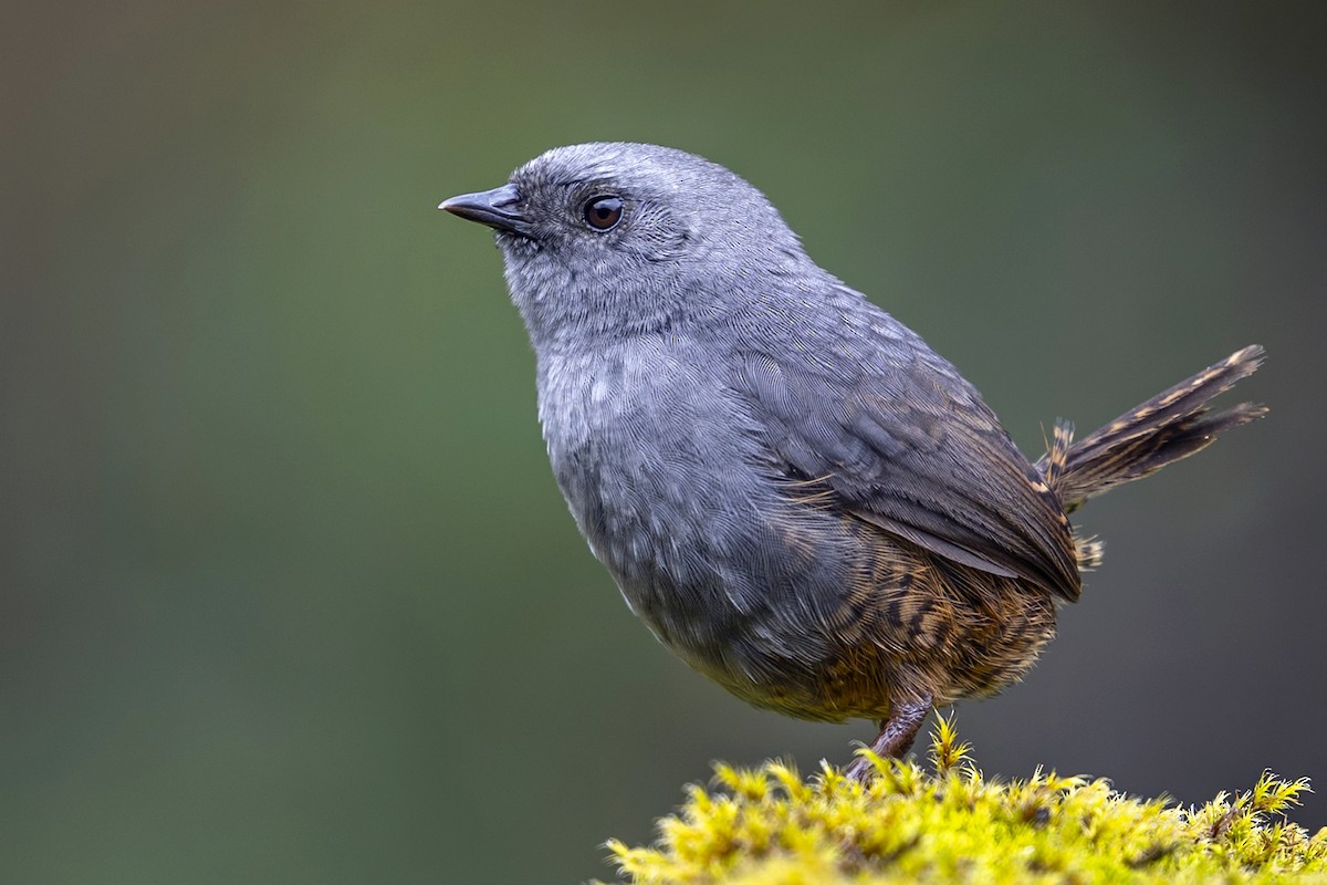 Jalca Tapaculo - ML646867386