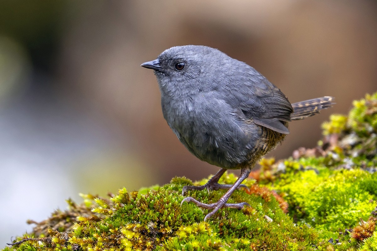 Jalca Tapaculo - ML646867387
