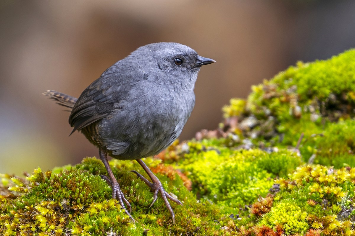 Jalca Tapaculo - ML646867388