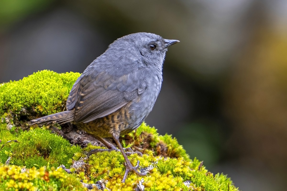 Jalca Tapaculo - ML646867389