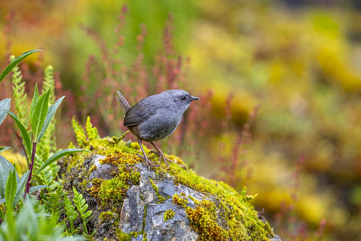 Jalca Tapaculo - ML646867390