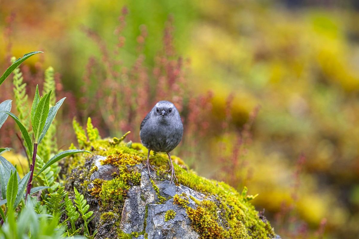 Jalca Tapaculo - ML646867391