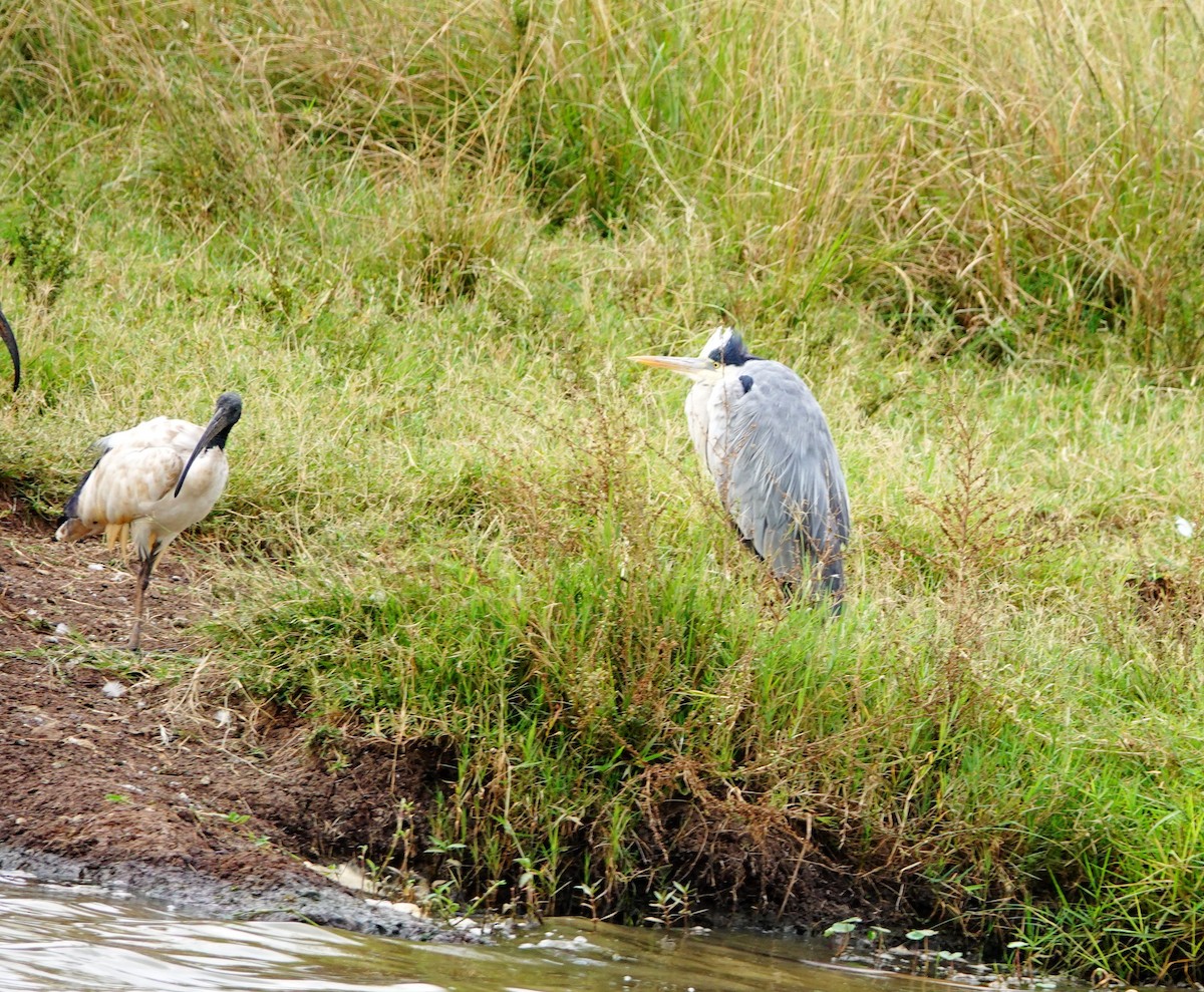 Gray Heron - ML646867393