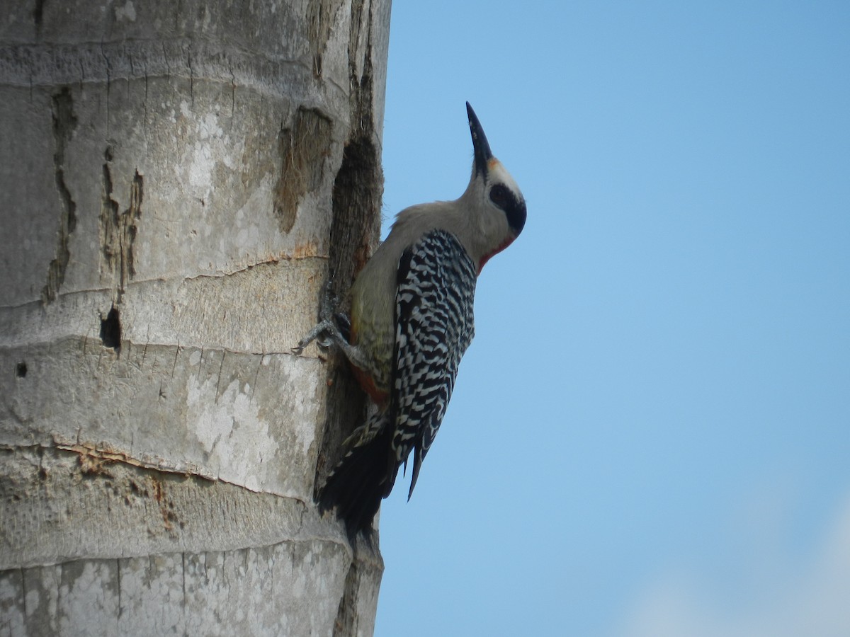 West Indian Woodpecker - ML646867394