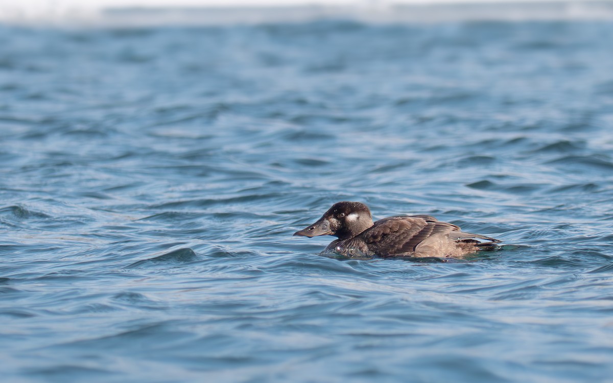 Surf Scoter - ML646867396