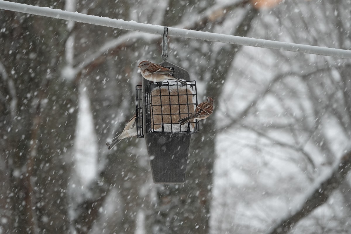 American Tree Sparrow - ML646867397