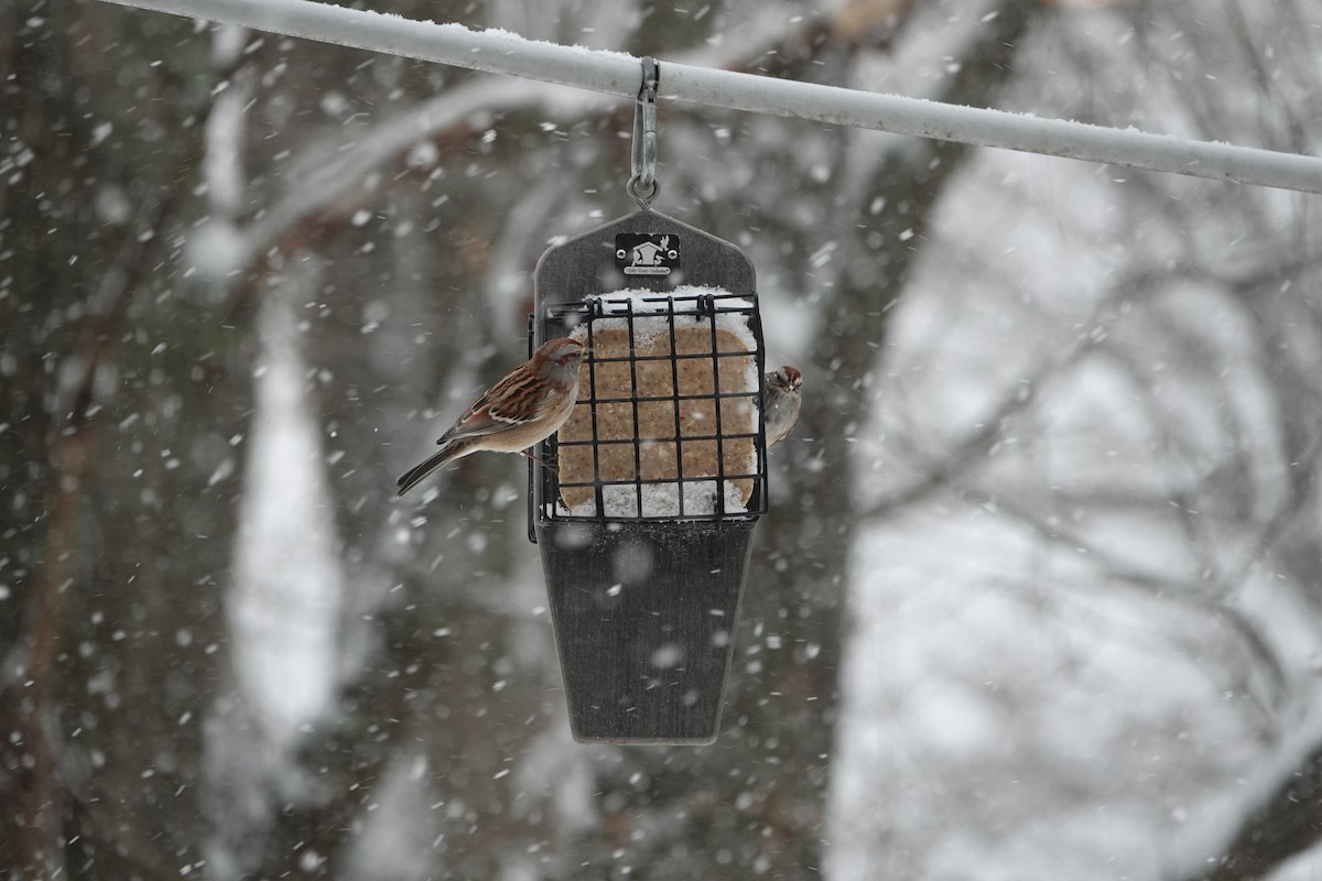 American Tree Sparrow - ML646867398