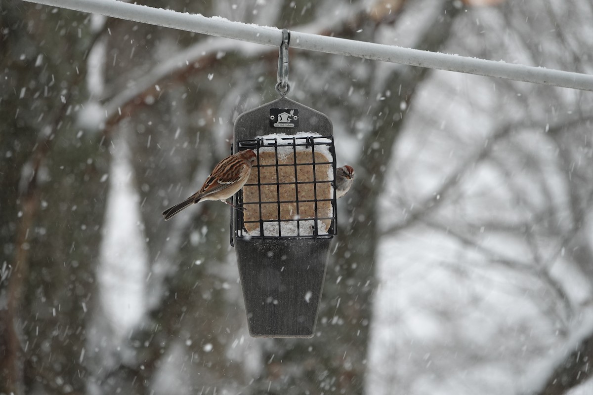 American Tree Sparrow - ML646867399