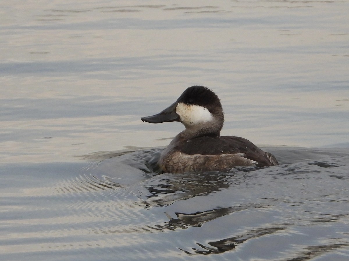 Савка американська - ML646867400