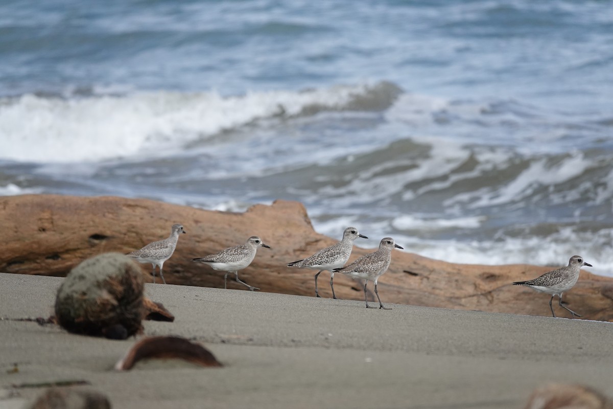 חופזי מנומר - ML646867403