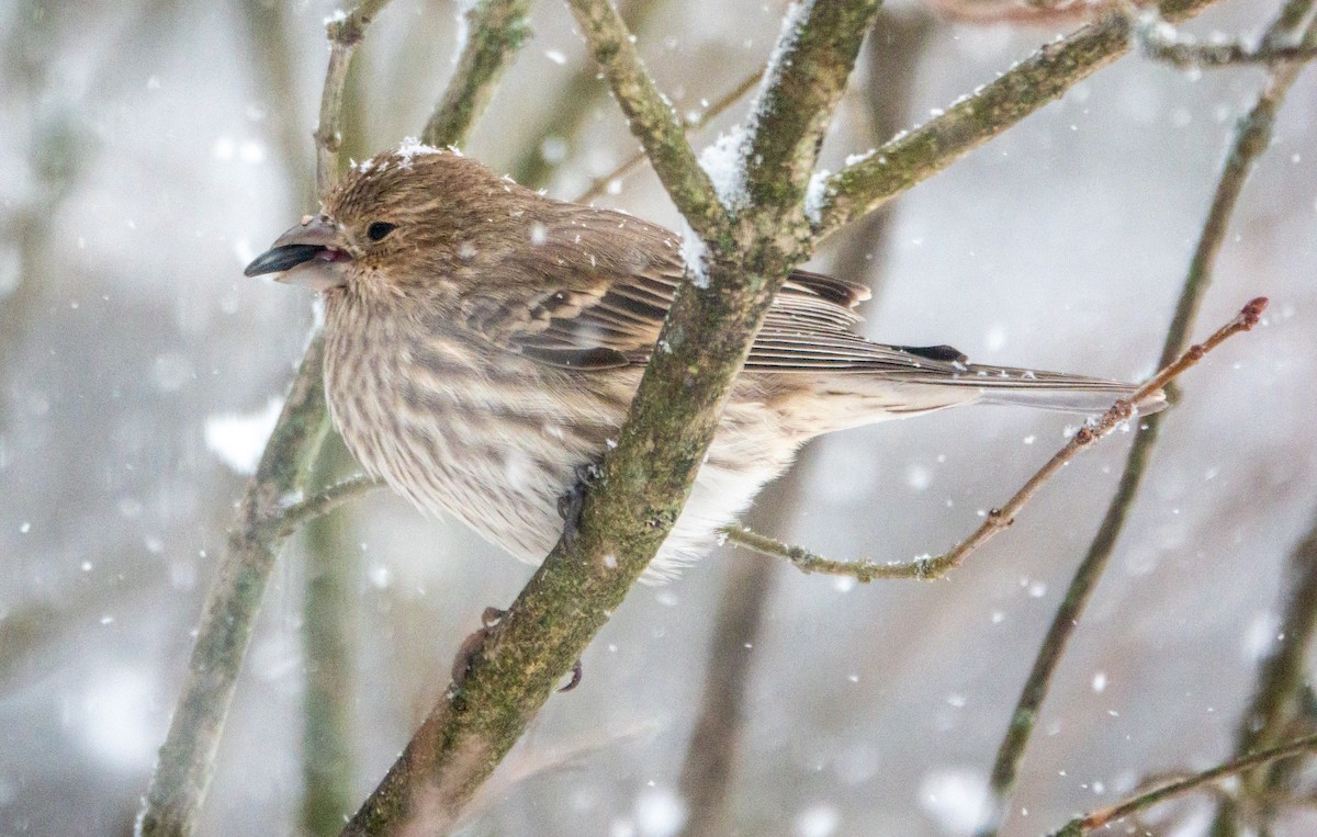 Camachuelo Mexicano - ML646867404