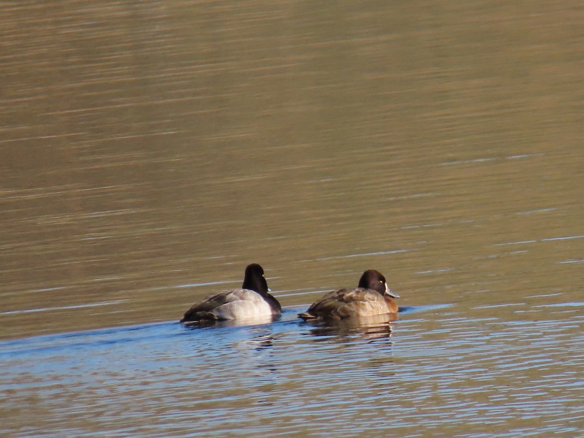 Чернь американська - ML646867407