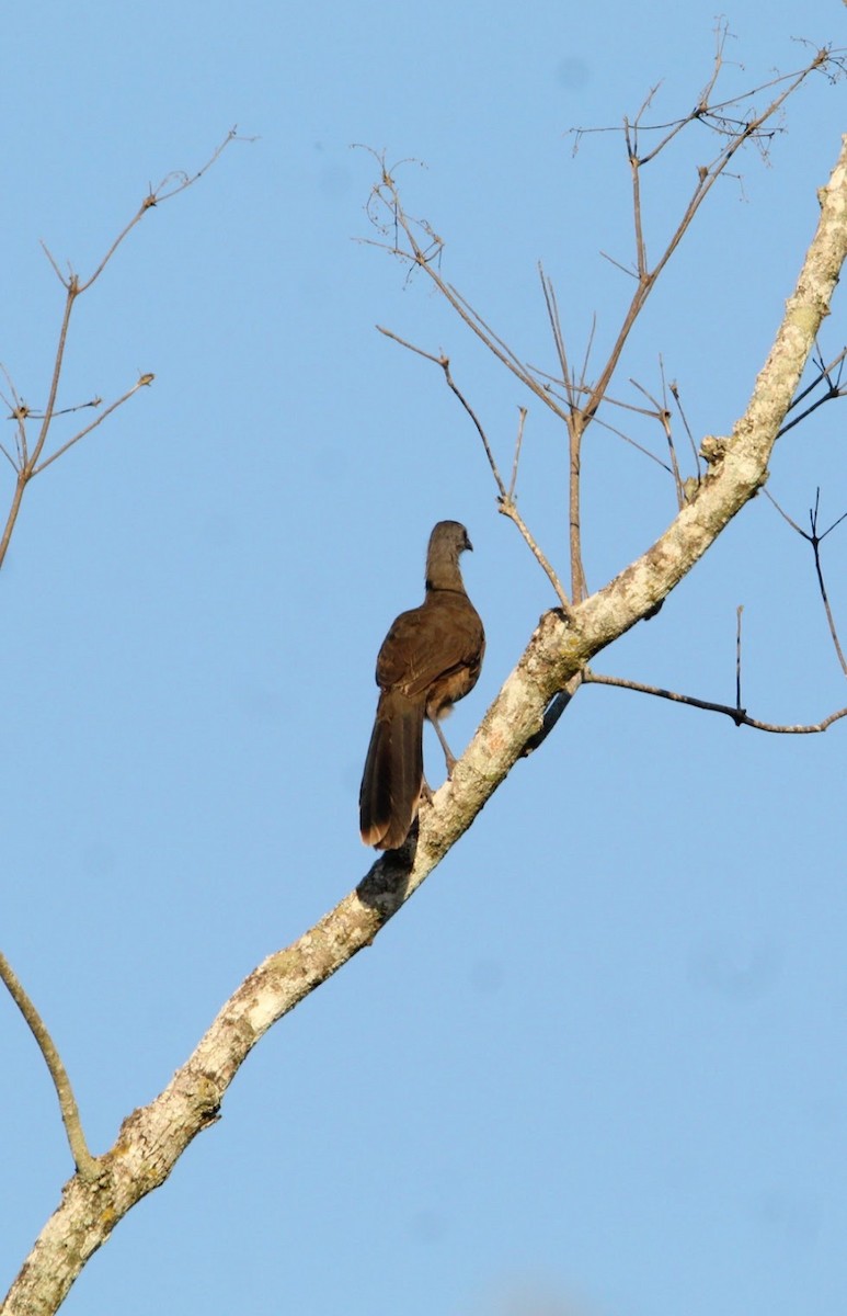 Plain Chachalaca - ML646867408