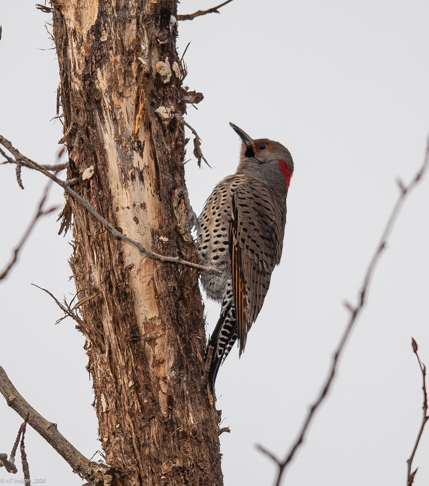 Northern Flicker (Yellow-shafted x Red-shafted) - ML646867409