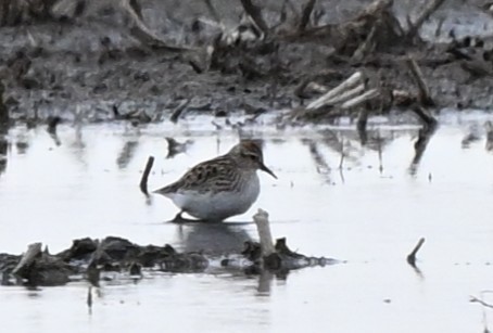 Txirri behatz-luzea - ML646867410