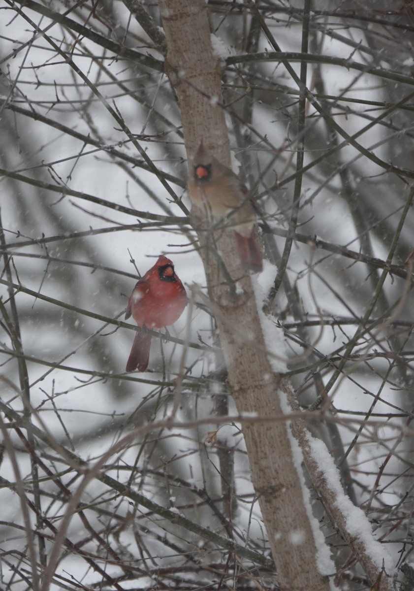 Northern Cardinal - ML646867411