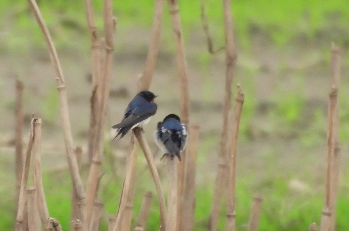 Kır Kırlangıcı - ML646867415