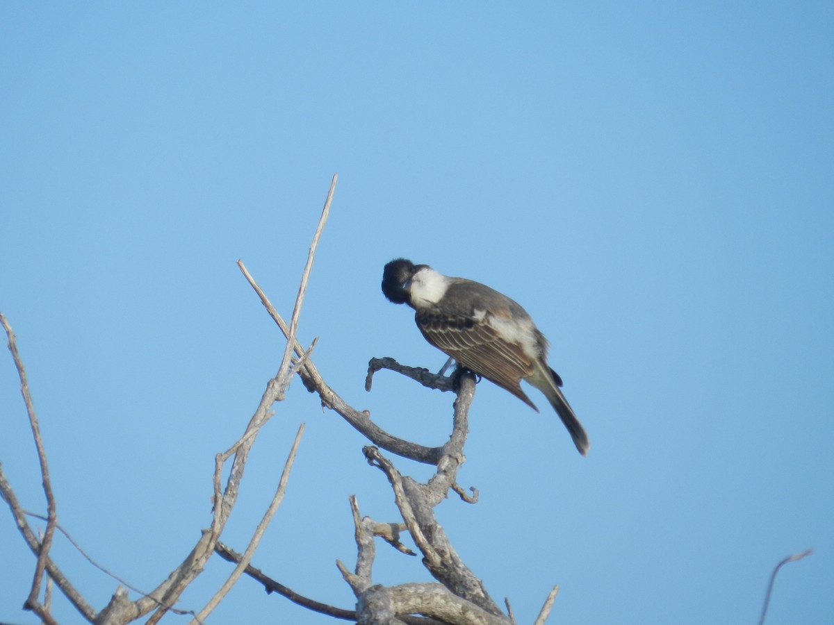 Тиран темноголовий - ML646867416