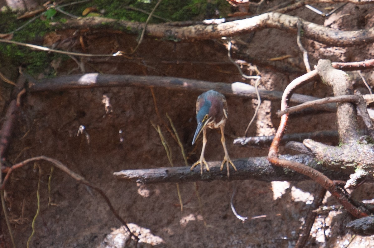 Yeşil Balıkçıl - ML646867418