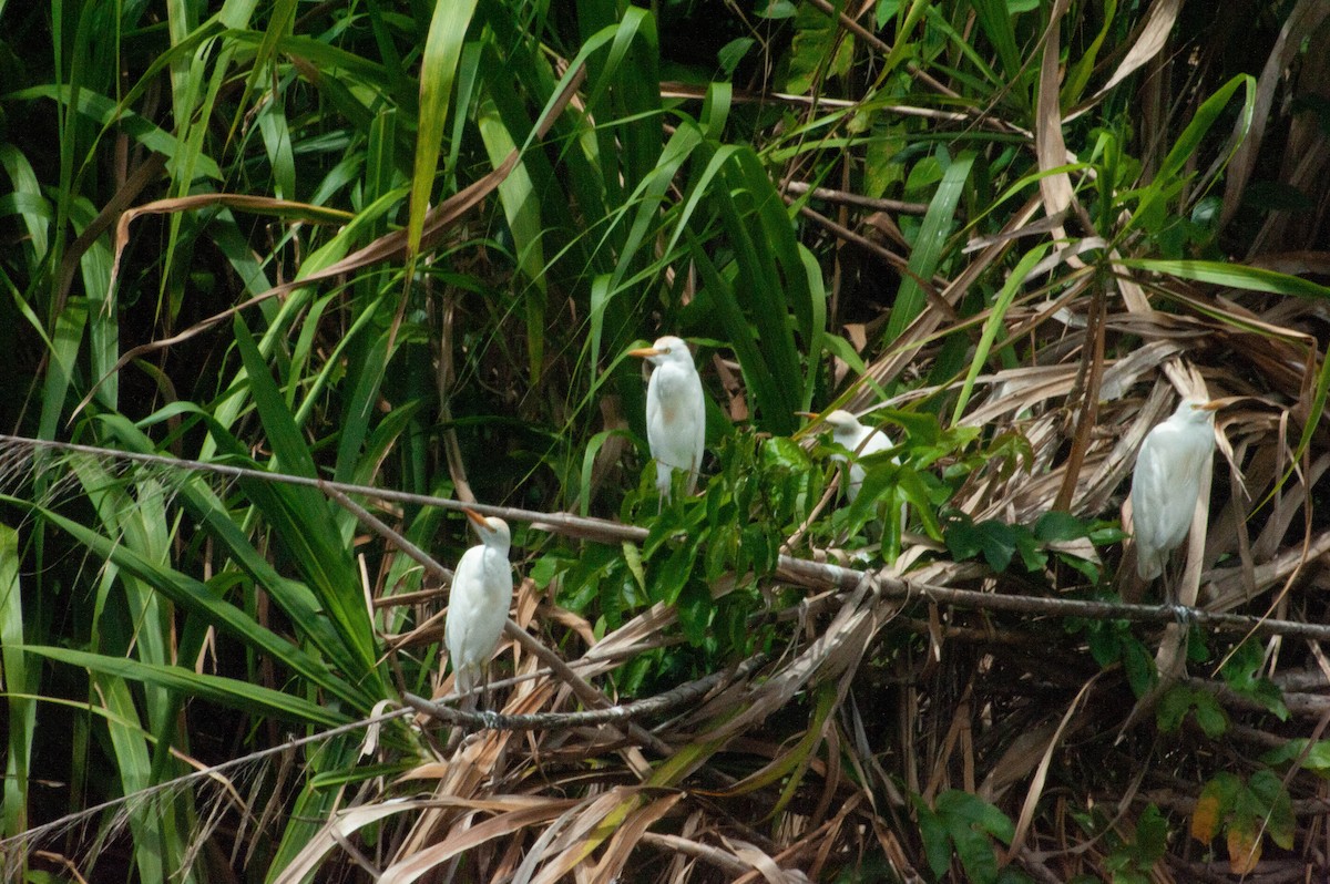 Western Cattle-Egret - ML646867422