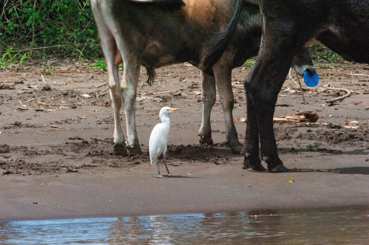 Western Cattle-Egret - ML646867423