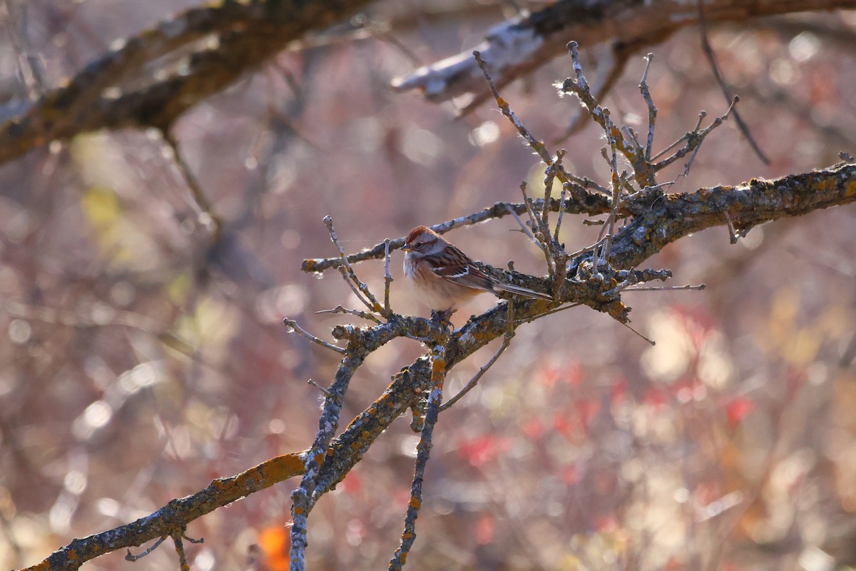 American Tree Sparrow - ML646867424