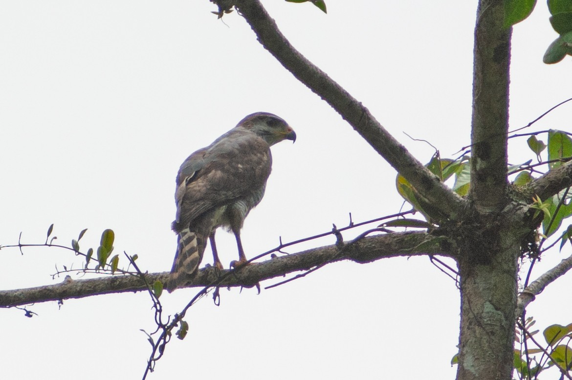 nordgråvåk - ML646867430