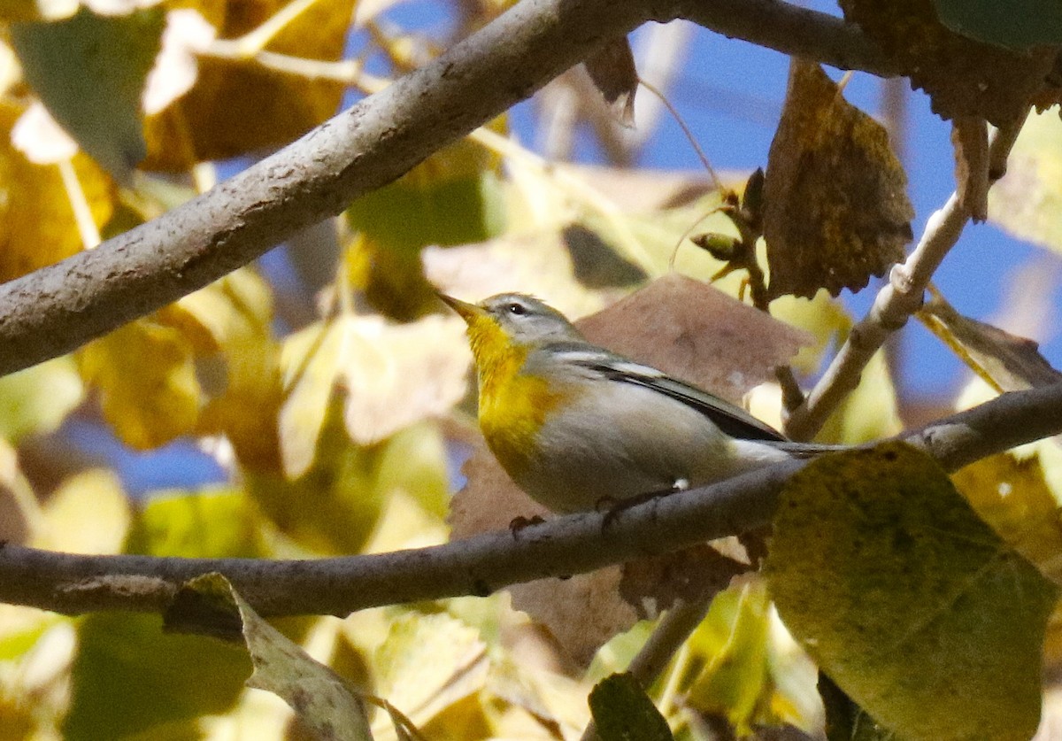 Northern Parula - ML646867432