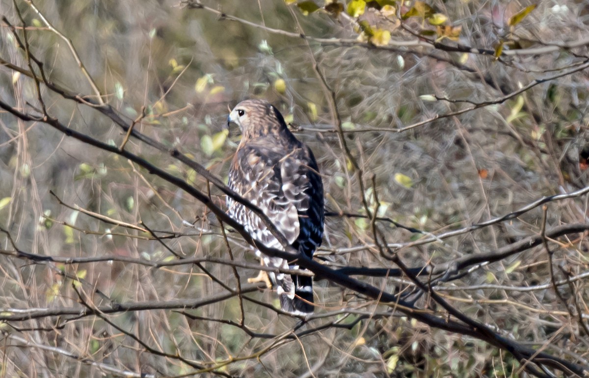 カタアカノスリ - ML646867434