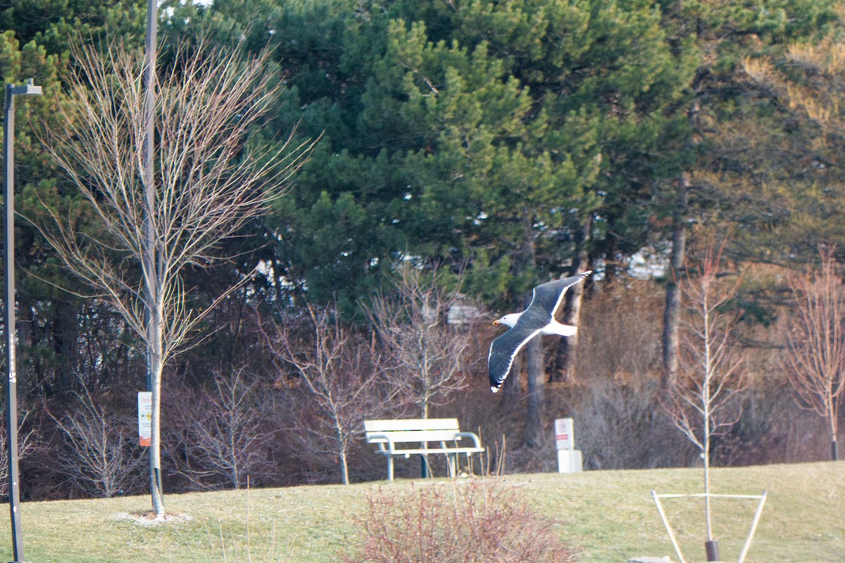 Great Black-backed Gull - ML646867441