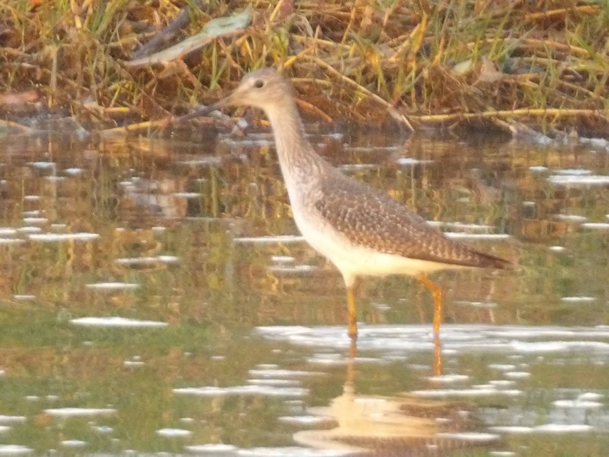 Totano zampegialle minore - ML646867448