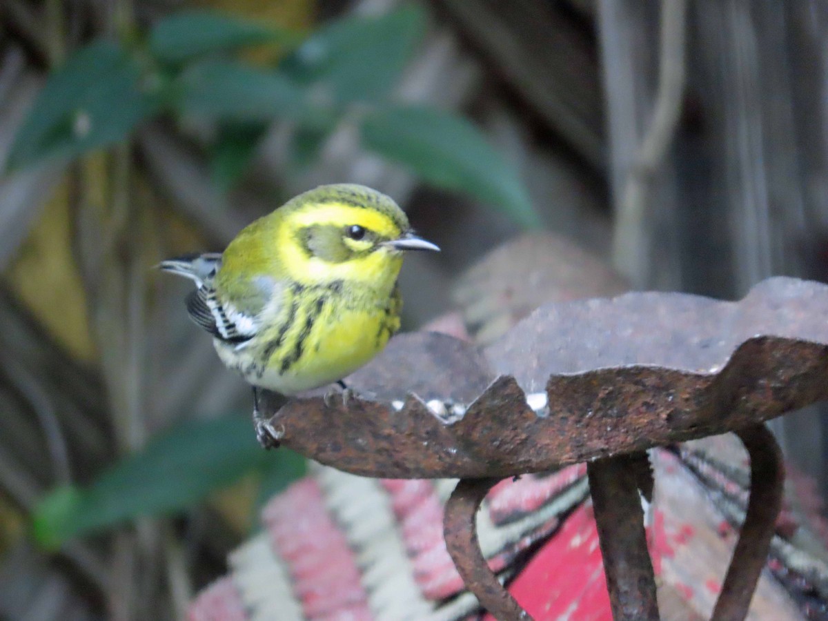 Townsend's Warbler - ML646867451
